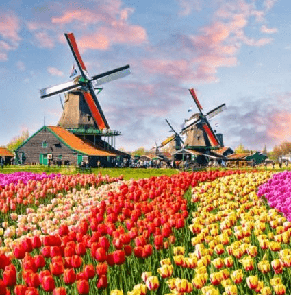 3월 해외여행지 추천 네덜란드 튤립축제
